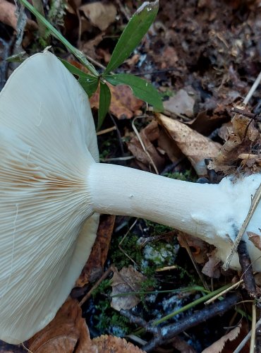 STRMĚLKA MLŽENKA (Clitocybe nebularis) FOTO: Marta Knauerová, 2022