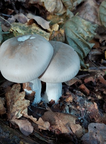 STRMĚLKA MLŽENKA (Clitocybe nebularis) FOTO: Marta Knauerová, 2022