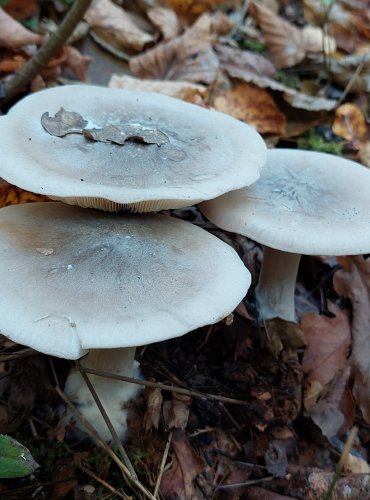 STRMĚLKA MLŽENKA (Clitocybe nebularis) FOTO: Marta Knauerová, 2022