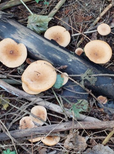 STRMĚLKA PŘEHRNUTÁ (Clitocybe flaccida), FOTO: Marta Knauerová, 2022