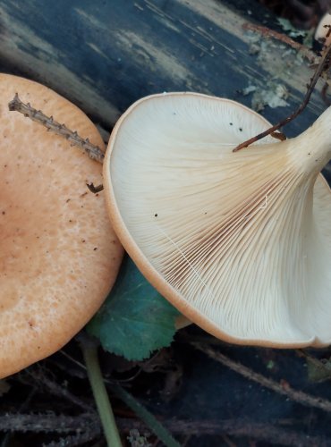 STRMĚLKA PŘEHRNUTÁ (Clitocybe flaccida), FOTO: Marta Knauerová, 2022