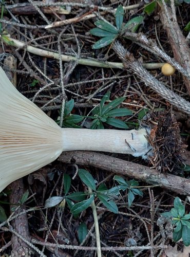 STRMĚLKA VELIKÁ (Infundibulicybe geotropa) FOTO: Marta Knauerová, 2022