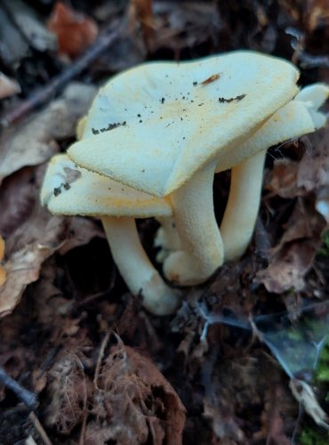 ŠŤAVNATKA ŽLUTOLEMÁ (Hygrophorus chrysodon) FOTO: Marta Knauerová, 2022
