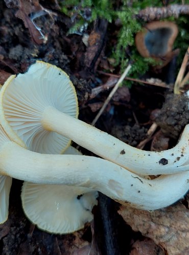 ŠŤAVNATKA ŽLUTOLEMÁ (Hygrophorus chrysodon) FOTO: Marta Knauerová, 2022
