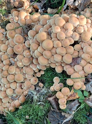 TŘEPENITKA SVAZČITÁ (Hypholoma fasciculare) FOTO: Marta Knauerová, 2022