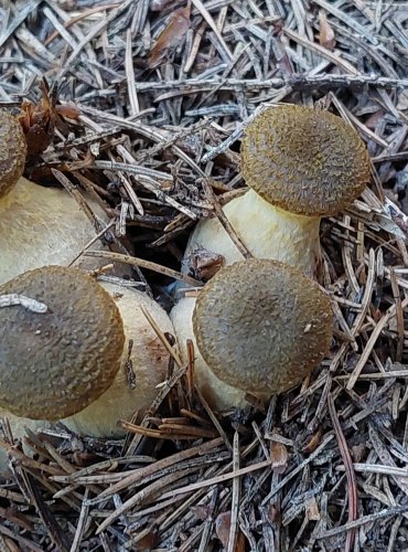 VÁCLAVKA HLÍZNATÁ (Armillaria gallica) FOTO: Marta Knauerová, 2022