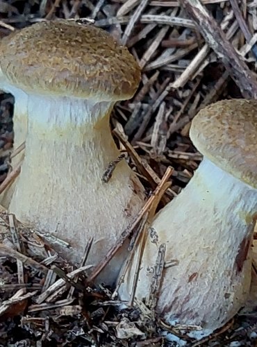 VÁCLAVKA HLÍZNATÁ (Armillaria gallica) FOTO: Marta Knauerová, 2022