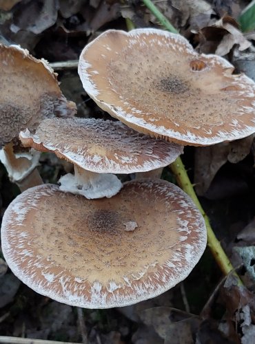 VÁCLAVKA SMRKOVÁ (Armillaria ostoyae) FOTO: Marta Knauerová, 2022