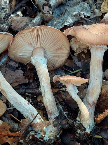 VÁCLAVKA SMRKOVÁ (Armillaria ostoyae) FOTO: Marta Knauerová, 2022