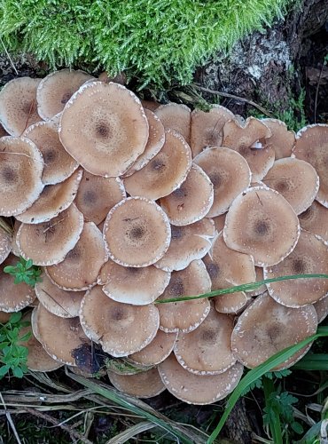 VÁCLAVKA SMRKOVÁ (Armillaria ostoyae) FOTO: Marta Knauerová, 2022