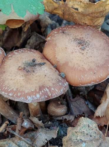 VÁCLAVKA SMRKOVÁ (Armillaria ostoyae) FOTO: Marta Knauerová, 2022