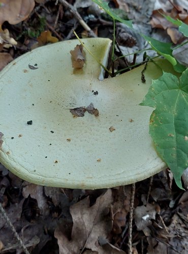 ŽAMPION HAJNÍ (Agaricus silvicola) FOTO: Marta Knauerová, 2022