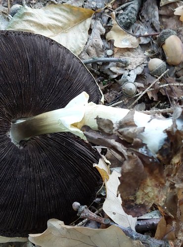 ŽAMPION HAJNÍ (Agaricus silvicola) FOTO: Marta Knauerová, 2022