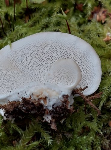 BĚLOCHOROŠ NAŠEDLÝ (Postia tephroleuca) FOTO: Marta Knauerová, 2022