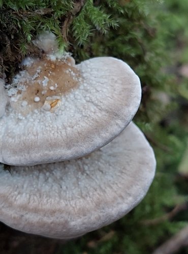 BĚLOCHOROŠ NAŠEDLÝ (Postia tephroleuca) FOTO: Marta Knauerová, 2022