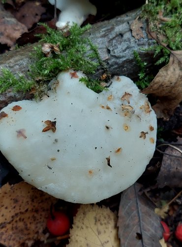 BĚLOCHOROŠ SNĚHOBÍLÝ (Tyromyces chioneus) FOTO: Marta Knauerová, 2022