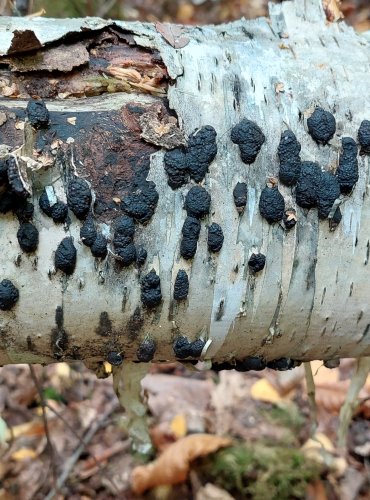 DŘEVOMOR MNOHOTVARÝ (Annulohypoxylon multiforme) FOTO: Marta Knauerová, 2022