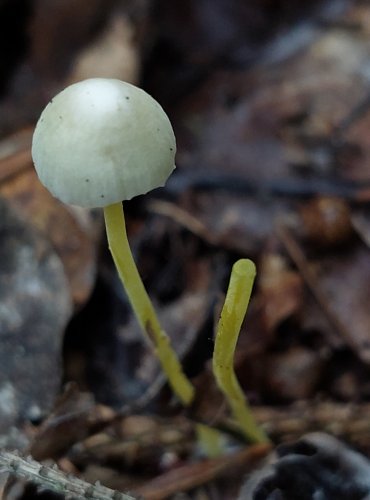 HELMOVKA SLIZKÁ (Mycena epipterygia) FOTO: Marta Knauerová, 2022