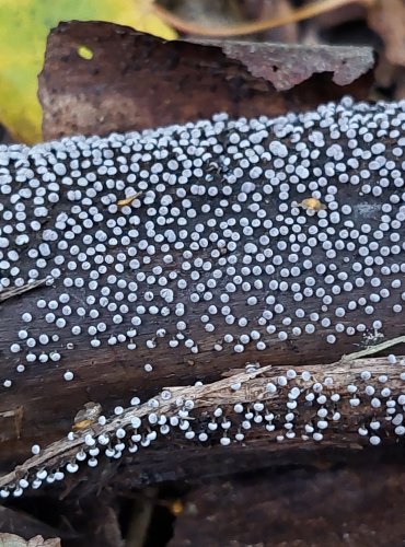 HLENKY (Myxomycetes) jsou skupinou organizmů řazených dříve mezi houby, nyní mezi prvoky (Protozoa). Patří do říše Amoebozoa. Vyskytují se na tlejícím dřevu, v kůře, listí či mechu. FOTO: Marta Knauerová, 2022