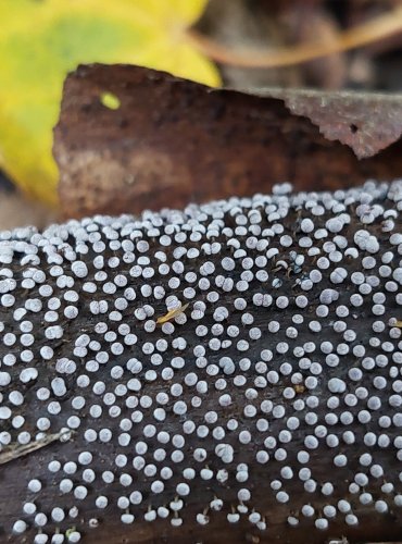 HLENKY (Myxomycetes) jsou skupinou organizmů řazených dříve mezi houby, nyní mezi prvoky (Protozoa). Patří do říše Amoebozoa. Vyskytují se na tlejícím dřevu, v kůře, listí či mechu. FOTO: Marta Knauerová, 2022