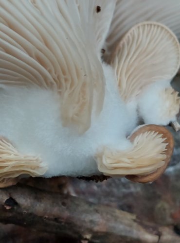 HLÍVA PLICNÍ (Pleurotus pulmonarius) FOTO: Marta Knauerová, 2022