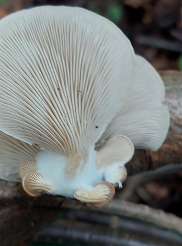 HLÍVA PLICNÍ (Pleurotus pulmonarius) FOTO: Marta Knauerová, 2022