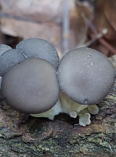 HLÍVA ÚSTŘIČNÁ (Pleurotus ostreatus) FOTO: Marta Knauerová, 2022