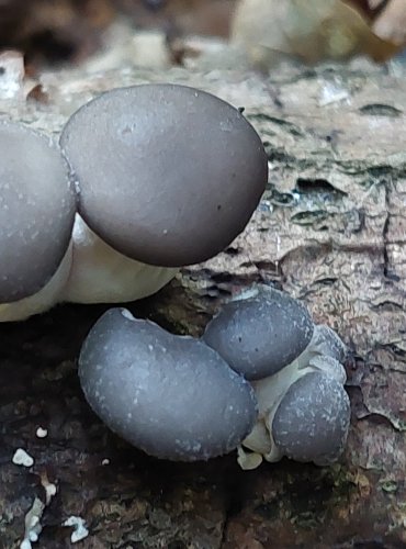 HLÍVA ÚSTŘIČNÁ (Pleurotus ostreatus) FOTO: Marta Knauerová, 2022