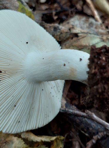 HOLUBINKA FIALOVOZELENÁ (Russula ionochlora) FOTO: Marta Knauerová