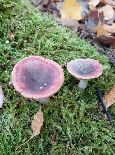 HOLUBINKA KŘEHKÁ (Russula fragilis) FOTO: Marta Knauerová, 2022