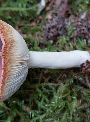 HOLUBINKA KŘEHKÁ (Russula fragilis) FOTO: Marta Knauerová, 2022