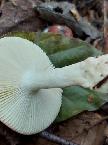 HOLUBINKA LESKLÁ (Russula nitida) FOTO: Marta Knauerová, 2022