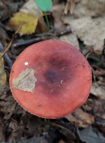 HOLUBINKA LESKLÁ (Russula nitida) FOTO: Marta Knauerová, 2022