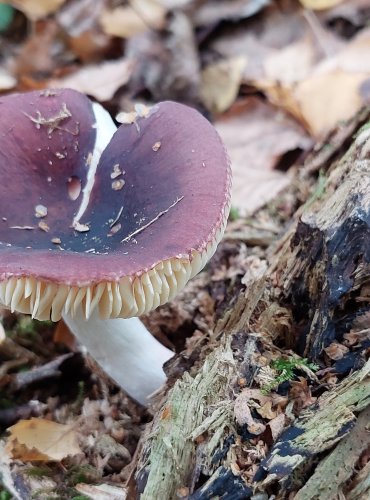 HOLUBINKA LESKLÁ (Russula nitida) FOTO: Marta Knauerová, 2022