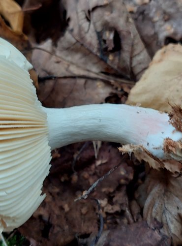 HOLUBINKA LESKLÁ (Russula nitida) FOTO: Marta Knauerová, 2022