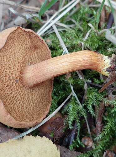 HŘIB PEPRNÝ (Chalciporus piperatus) FOTO: Marta Knauerová, 2022