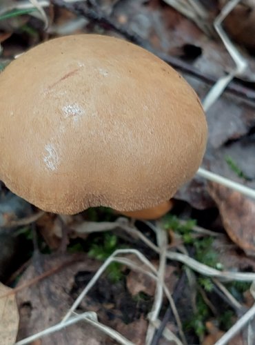 HŘIB PEPRNÝ (Chalciporus piperatus) FOTO: Marta Knauerová, 2022