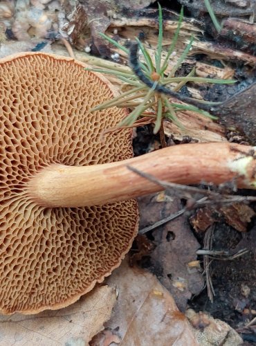 HŘIB PEPRNÝ (Chalciporus piperatus) FOTO: Marta Knauerová, 2022