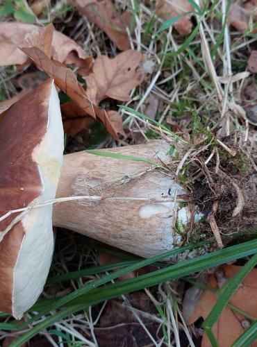 HŘIB SMRKOVÝ (Boletus edulis) FOTO: Marta Knauerová, 2022