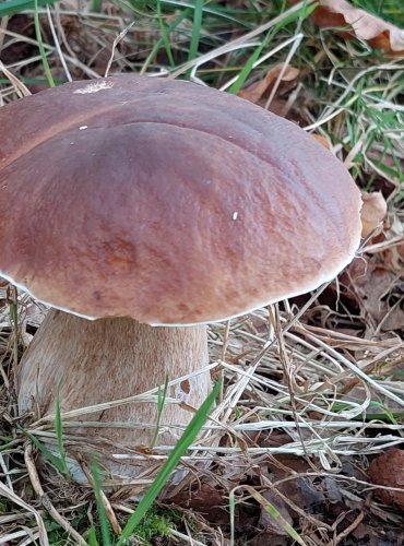 HŘIB SMRKOVÝ (Boletus edulis) FOTO: Marta Knauerová, 2022