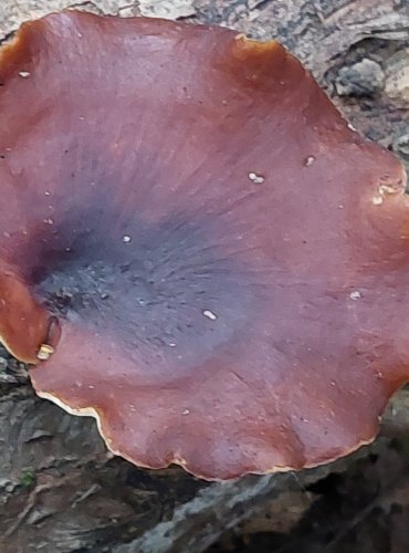 CHOROŠ SMOLONOHÝ (Polyporus badius) FOTO: Marta Knauerová, 2022