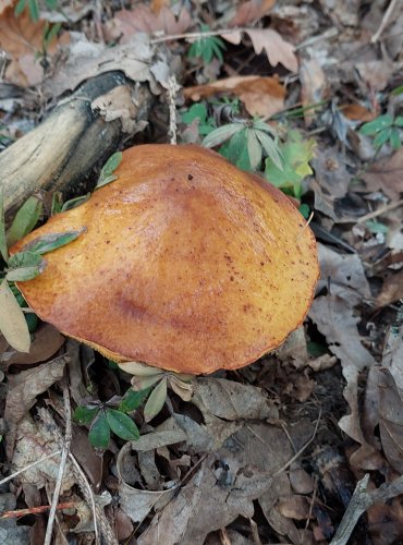 KLOUZEK ZRNITÝ (Suillus granulatus) FOTO: Marta Knauerová, 2022