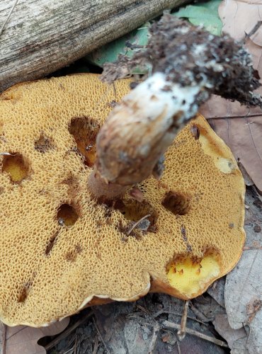 KLOUZEK ZRNITÝ (Suillus granulatus) FOTO: Marta Knauerová, 2022