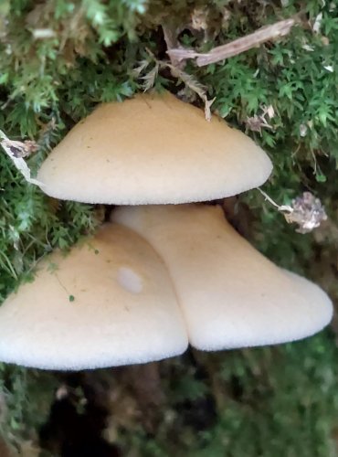 LIŠTIČKA POMERANČOVÁ bledě zbarvená (Hygrophoropsis aurantiaca) FOTO: Marta Knauerová, 2022

