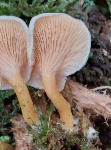 LIŠTIČKA POMERANČOVÁ bledě zbarvená (Hygrophoropsis aurantiaca) FOTO: Marta Knauerová, 2022

