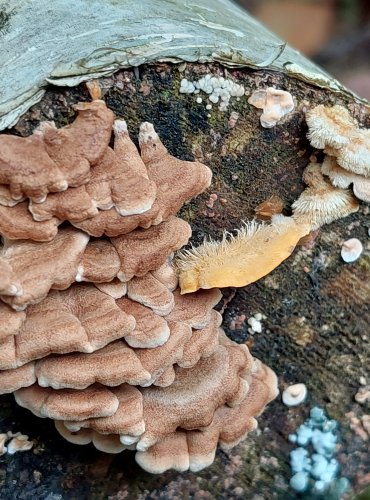 MĚKKOUŠ KADEŘAVÝ (Plicaturopsis crispa) napravo sousedící s pevníkem chlupatým (Stereum hirsutum)  FOTO: Marta Knauerová, 2022