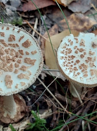 MUCHOMŮRKA CITRONOVÁ (Amanita citrina) FOTO: Marta Knauerová, 2022