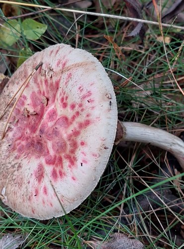 MUCHOMŮRKA CITRONOVÁ (Amanita citrina) FOTO: Marta Knauerová, 2022