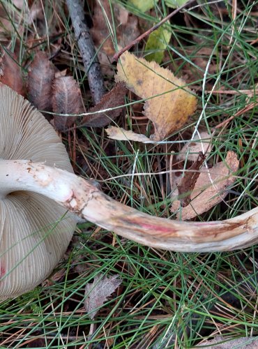 MUCHOMŮRKA CITRONOVÁ (Amanita citrina) FOTO: Marta Knauerová, 2022