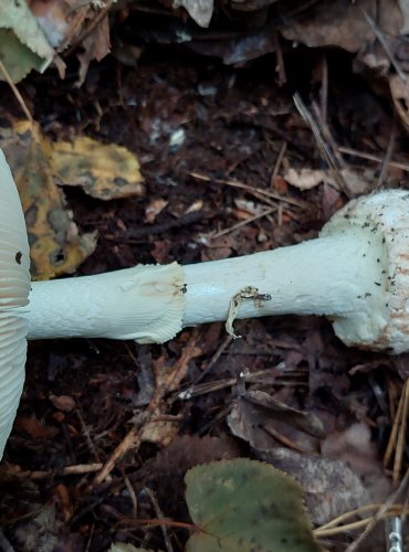 MUCHOMŮRKA CITRONOVÁ (Amanita citrina) FOTO: Marta Knauerová, 2022